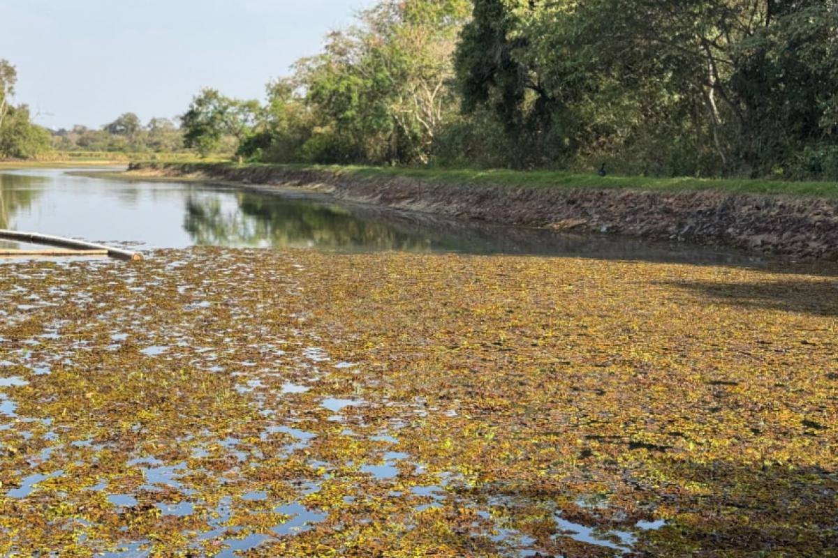Lagoa do Batalha com nível baixo de água