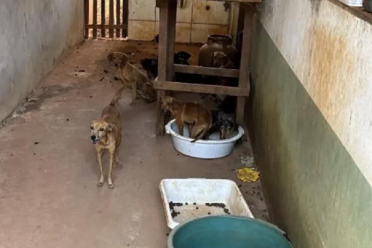 Polícia resgata 25 animais em situação de abandono em residência