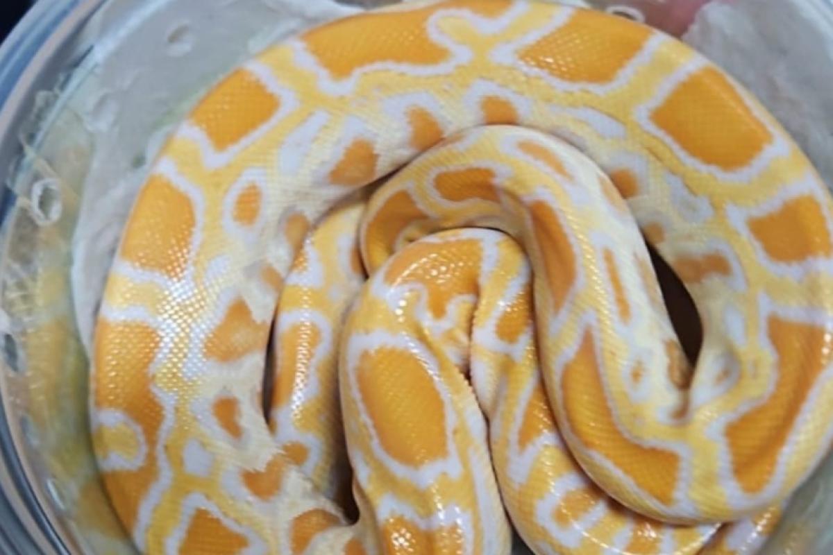 Funcionários identificaram a serpente pelo raio-x durante triagem de encomendas em Indaiatuba.