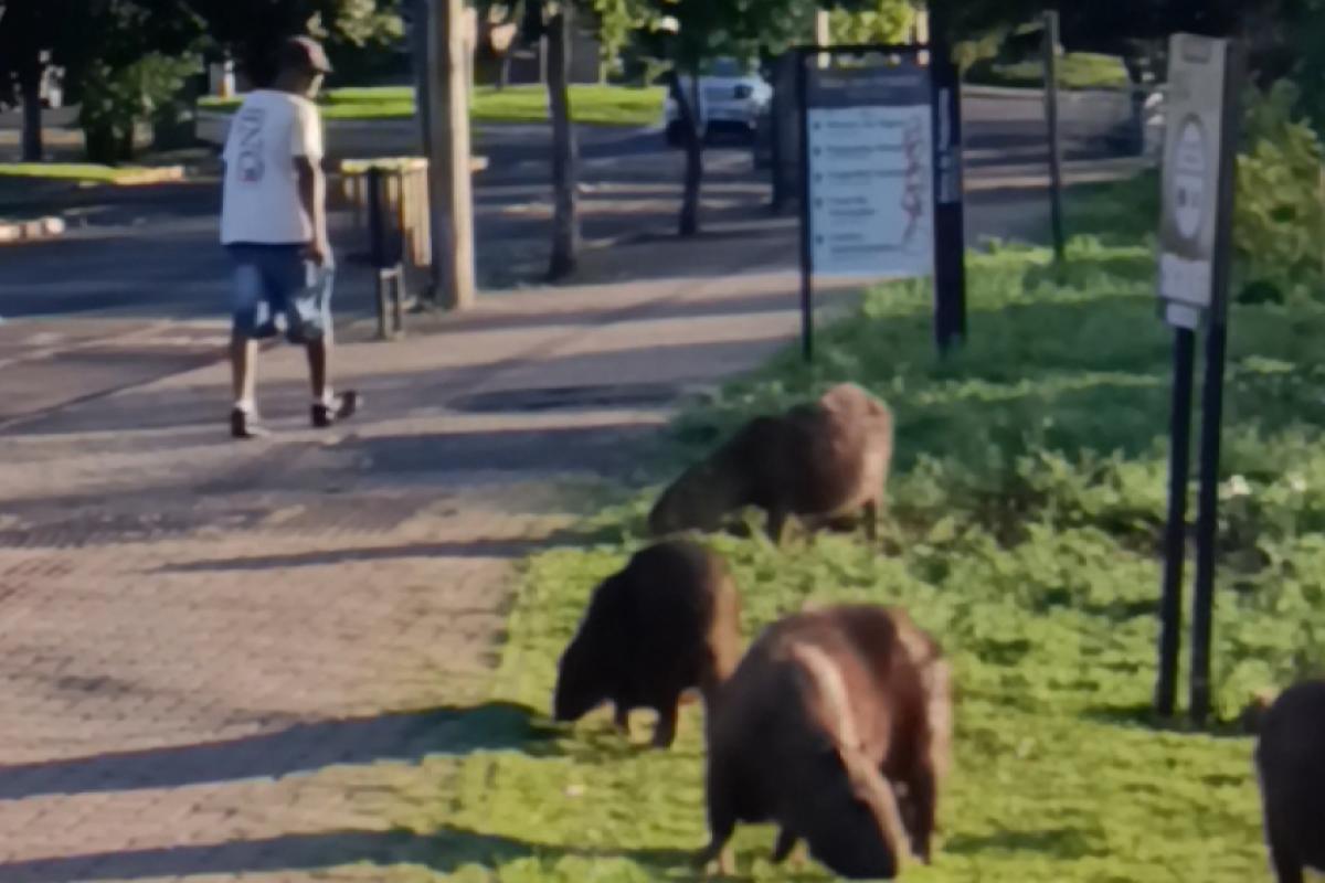 Já foram registradas duas mortes neste ano de 2025 na cidade.