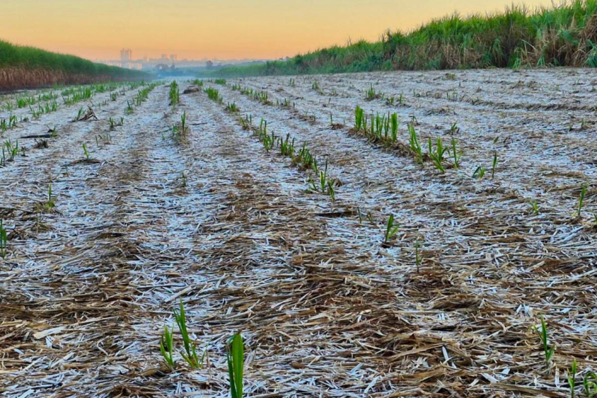 Campos amanheceram cobertos de gelo em Saltinho, na região de Piracicaba.