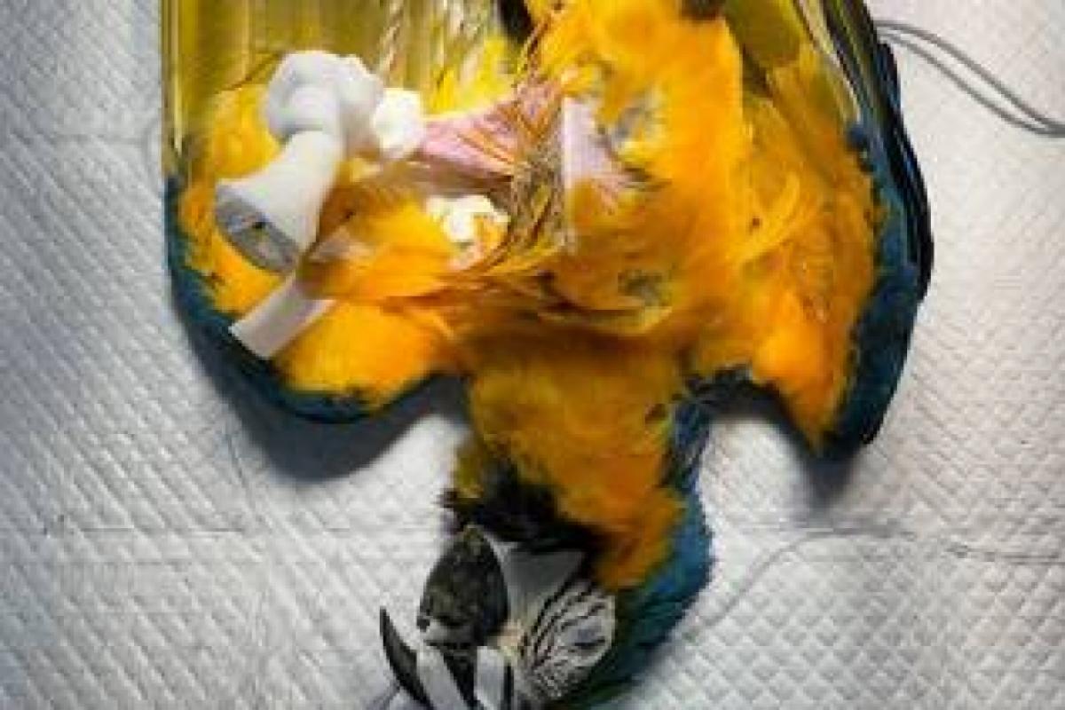 Arara-canindé precisou amputar a pata esquerda e recebeu uma prótese especialmente adaptada