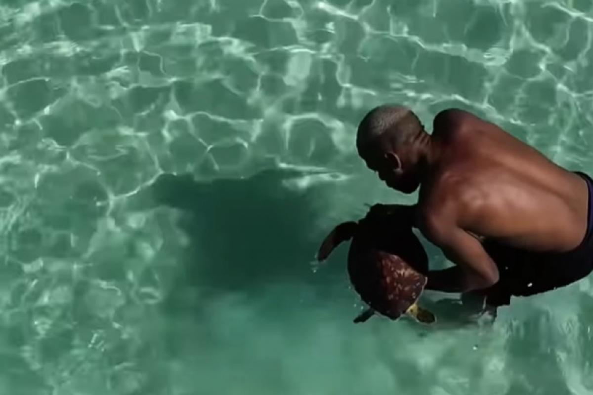 Homem salva tartaruga-marinha presa em plástico 