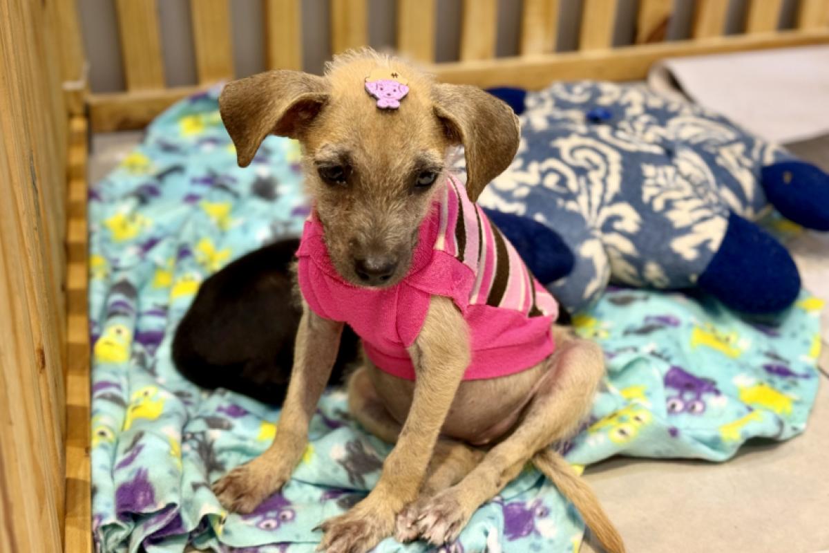 Evento de adoção de cães filhotes será realizado pela Mateus Pet Center Estoril