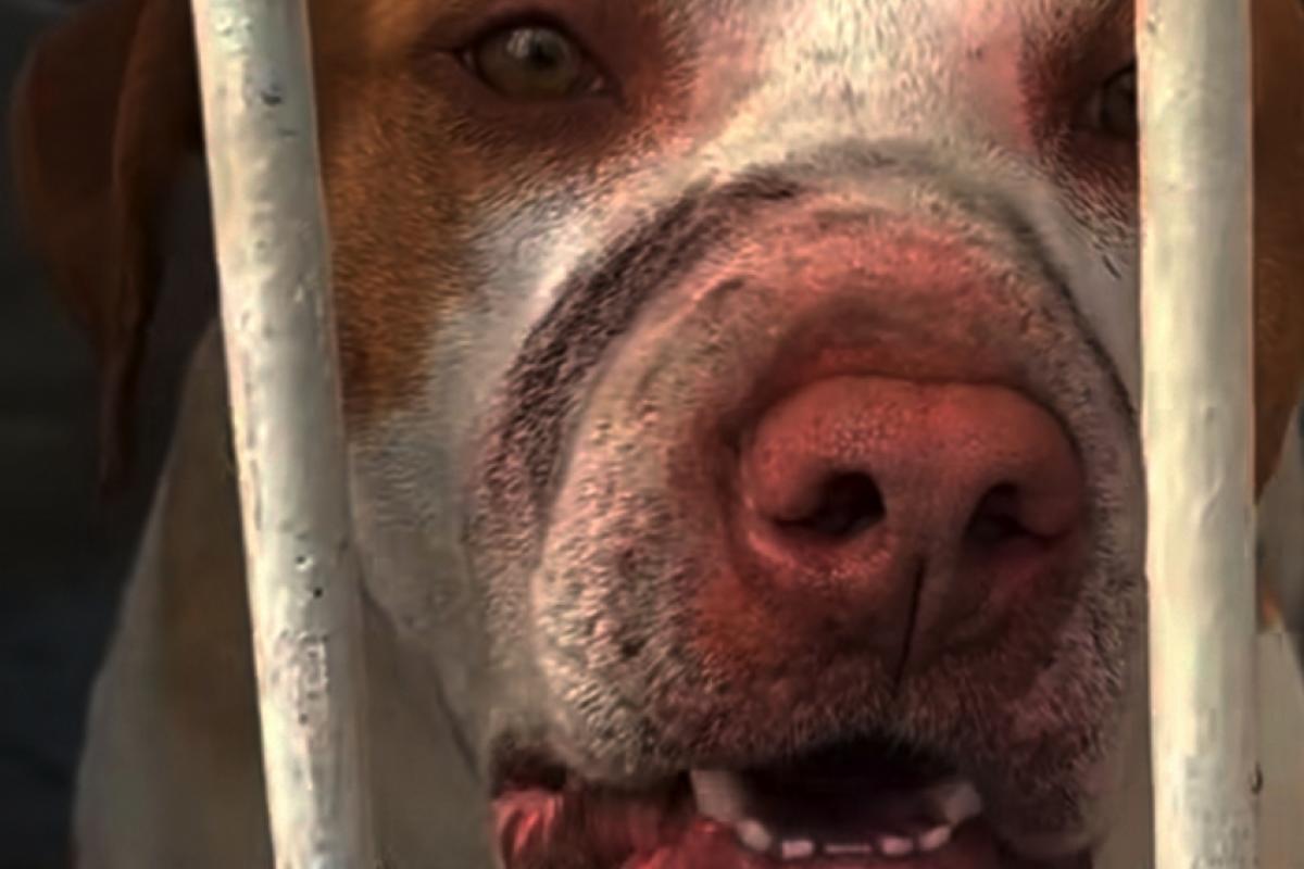 Além do menino e do homem, outros ataques foram relatados.