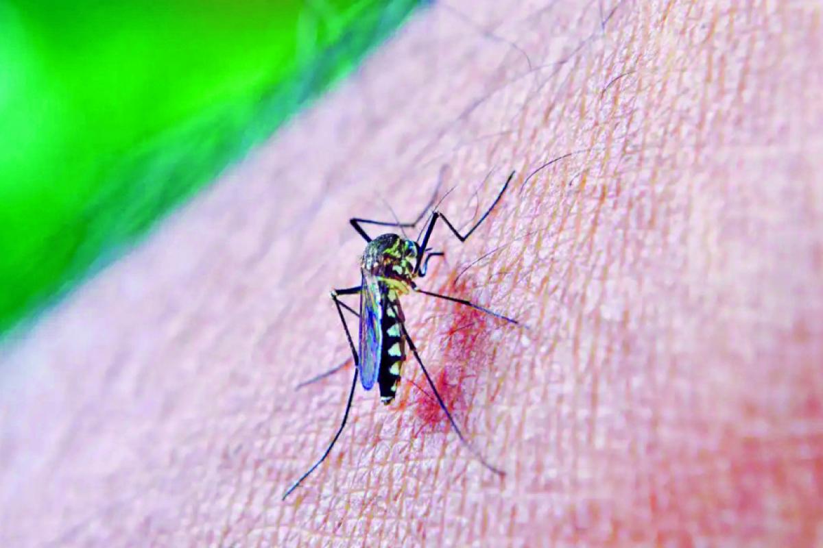 O mosquito Aedes aegypti é transmissor da dengue, zika e chikungunya, doenças que podem causar complicações graves.