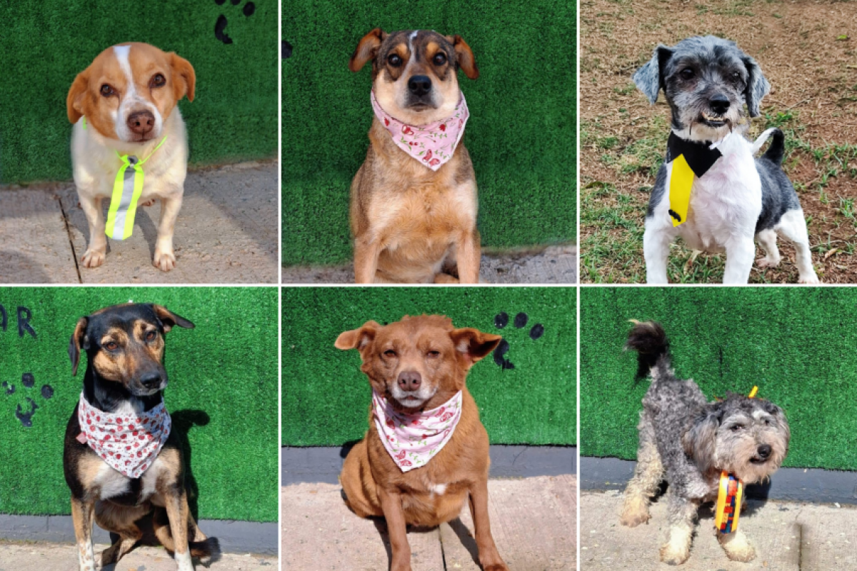 Cães estarão disponíveis na feira do DPBEA neste domingo na Lagoa do Taquaral, em Campinas.