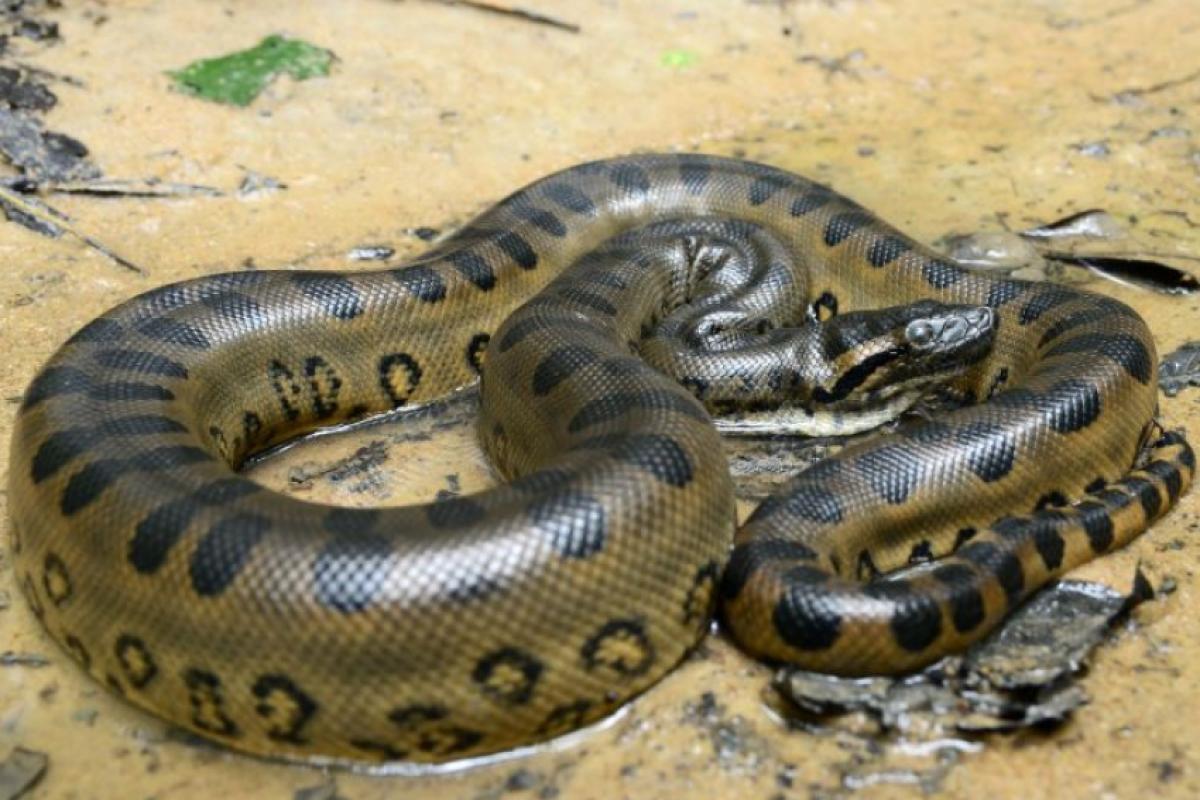 A sucuri-verde é conhecida mundialmente como 'anaconda” e é comum no Brasil