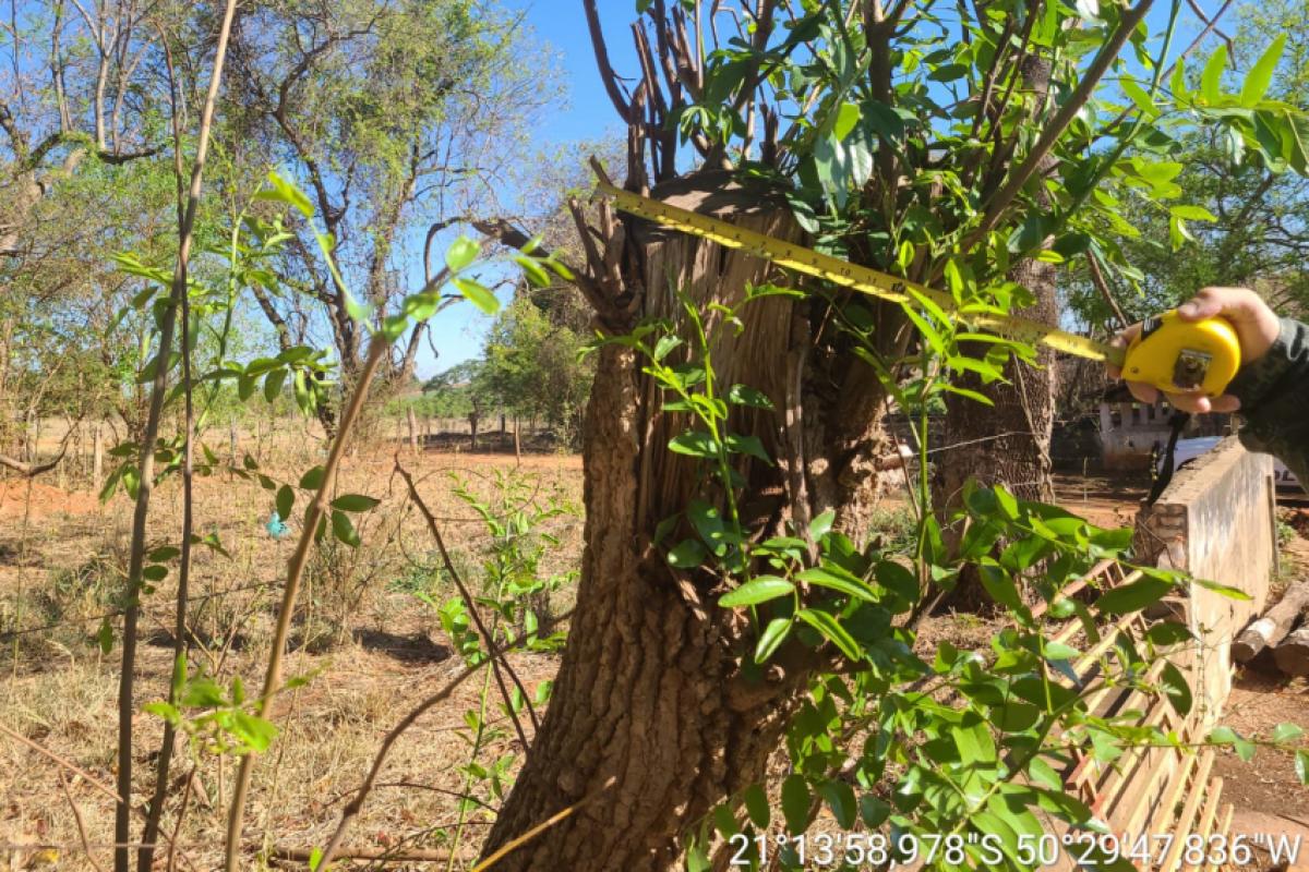 Durante a Operação Sentinelas do Tietê, a Polícia Ambiental aplicou multa de R$ 2,4 mil após flagrar a supressão de oito árvores nativas sem licença