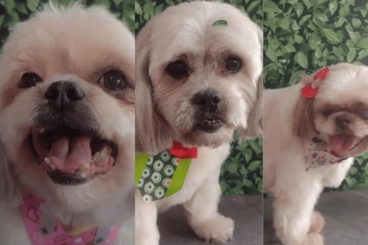 Os cachorros mortos após serem deixados em carro