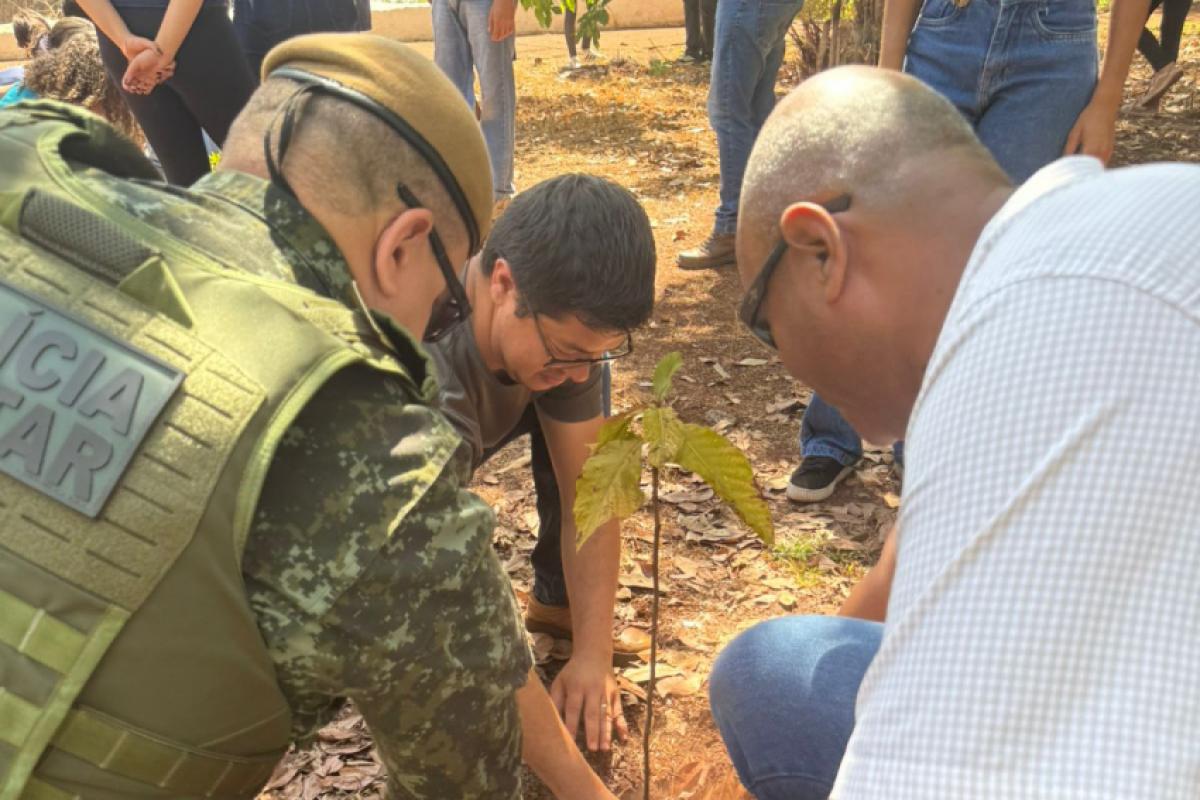 Momento de plantio de árvores em áreas atingidas por queimadas