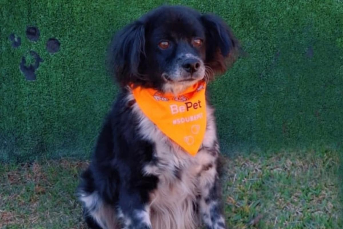 Feira de Adoção acontece neste sábado 