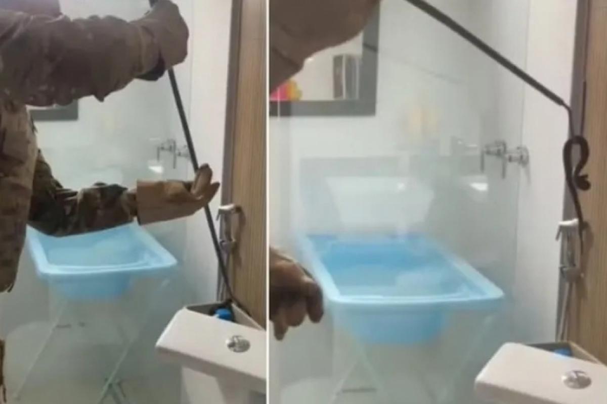 Jararaca foi retirada do vaso sanitário