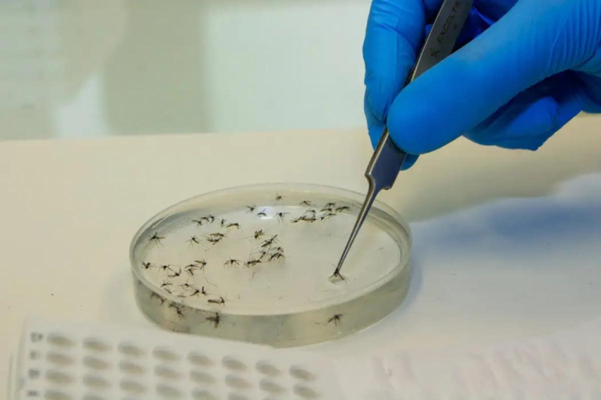 Rede Mário Gatti promove capacitação sobre dengue, zika, chikungunya e oropouche para preparar equipes diante do aumento de casos nos meses mais quentes.