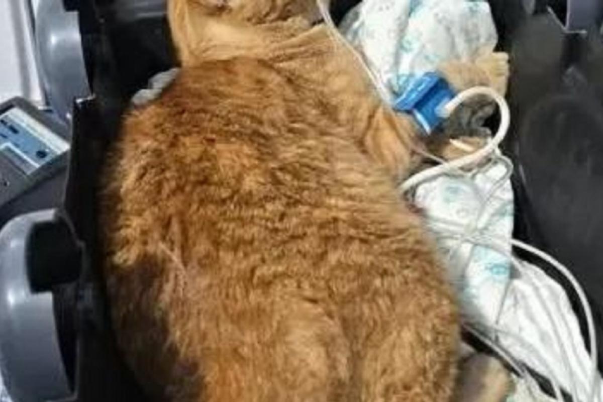 Mulher que trabalhava em ONG é condenada por envenenar 10 gatos