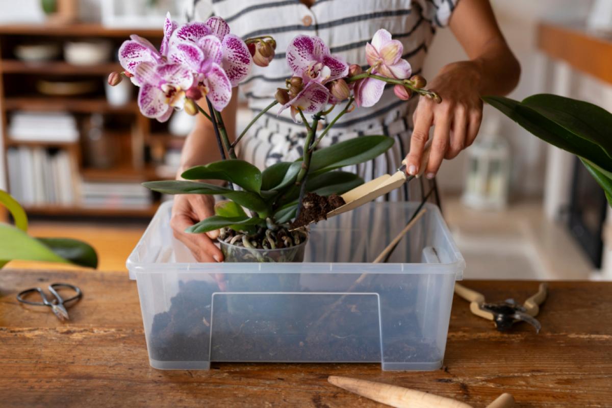 O substrato é importante para que a planta tenha os nutrientes necessário para crescer
