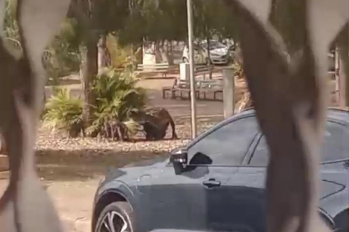 Segundo relatos de moradores, o indivíduo já foi visto anteriormente causando transtornos no entorno da praça