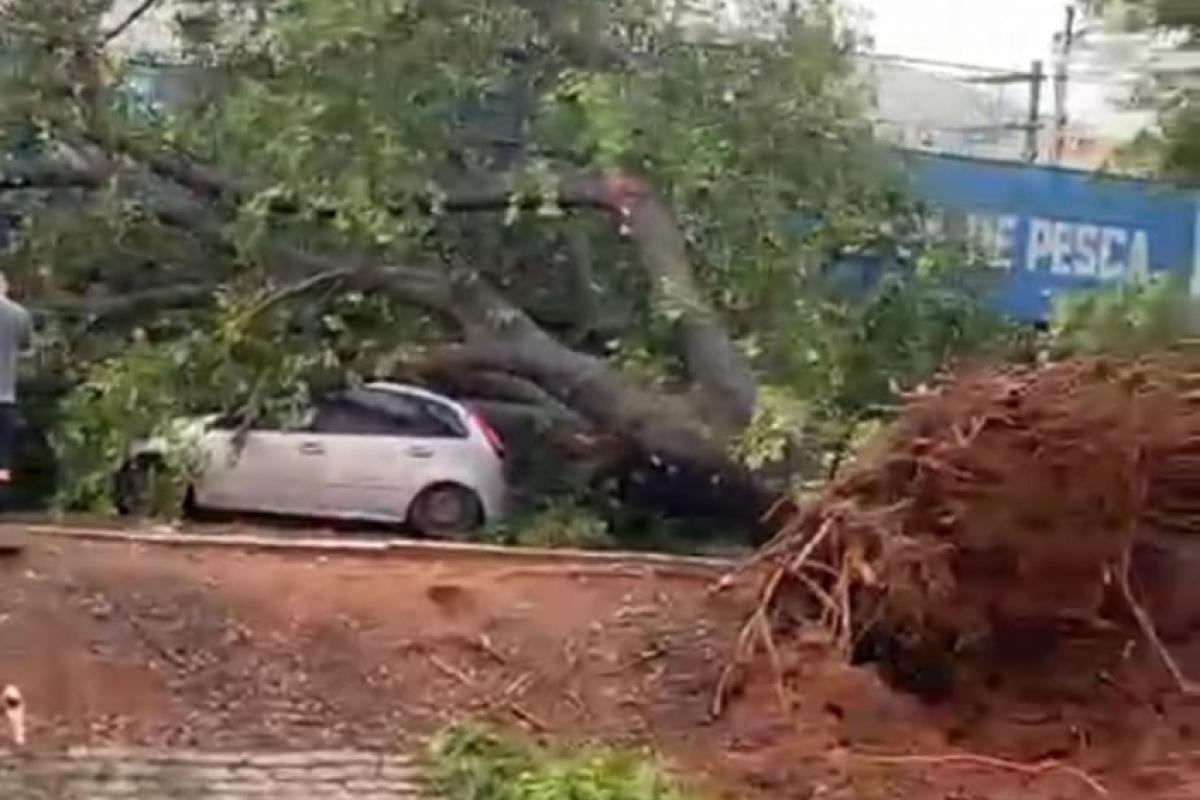 Árvore e sua raiz tombou na margem do Rio Bauru, na Nuno de Assis
