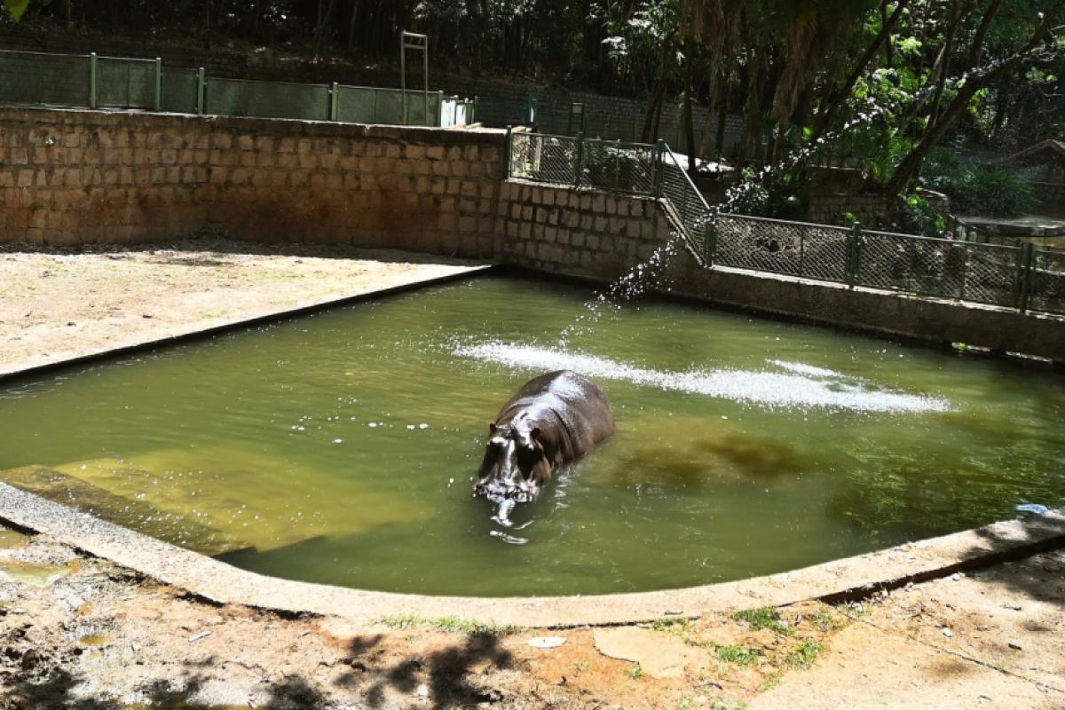 Bosque Interativo deste sábado celebra os 19 anos do hipopótamo Dinho com bolo de frutas e programação educativa gratuita.