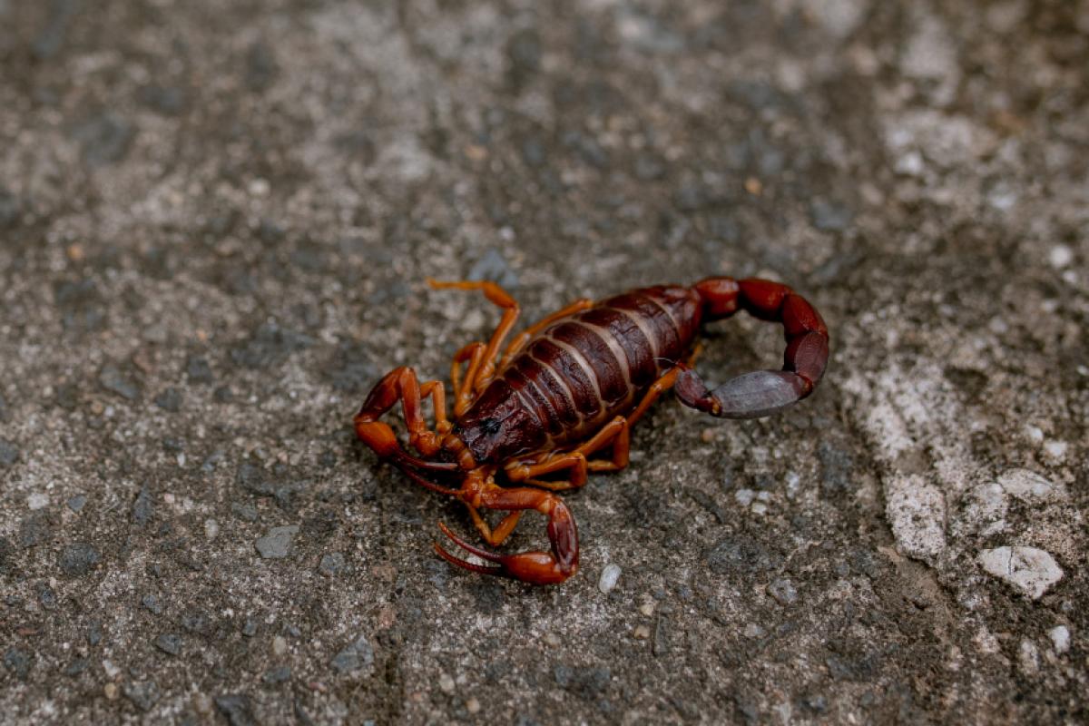 De acordo com o Butantan, quanto mais jovem a criança, maior a chance de o veneno causar efeitos sistêmicos