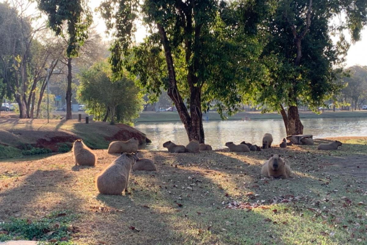 As capivaras circulavam livremente por uma parte do espaço, atraindo olhares de moradores e visitantes
