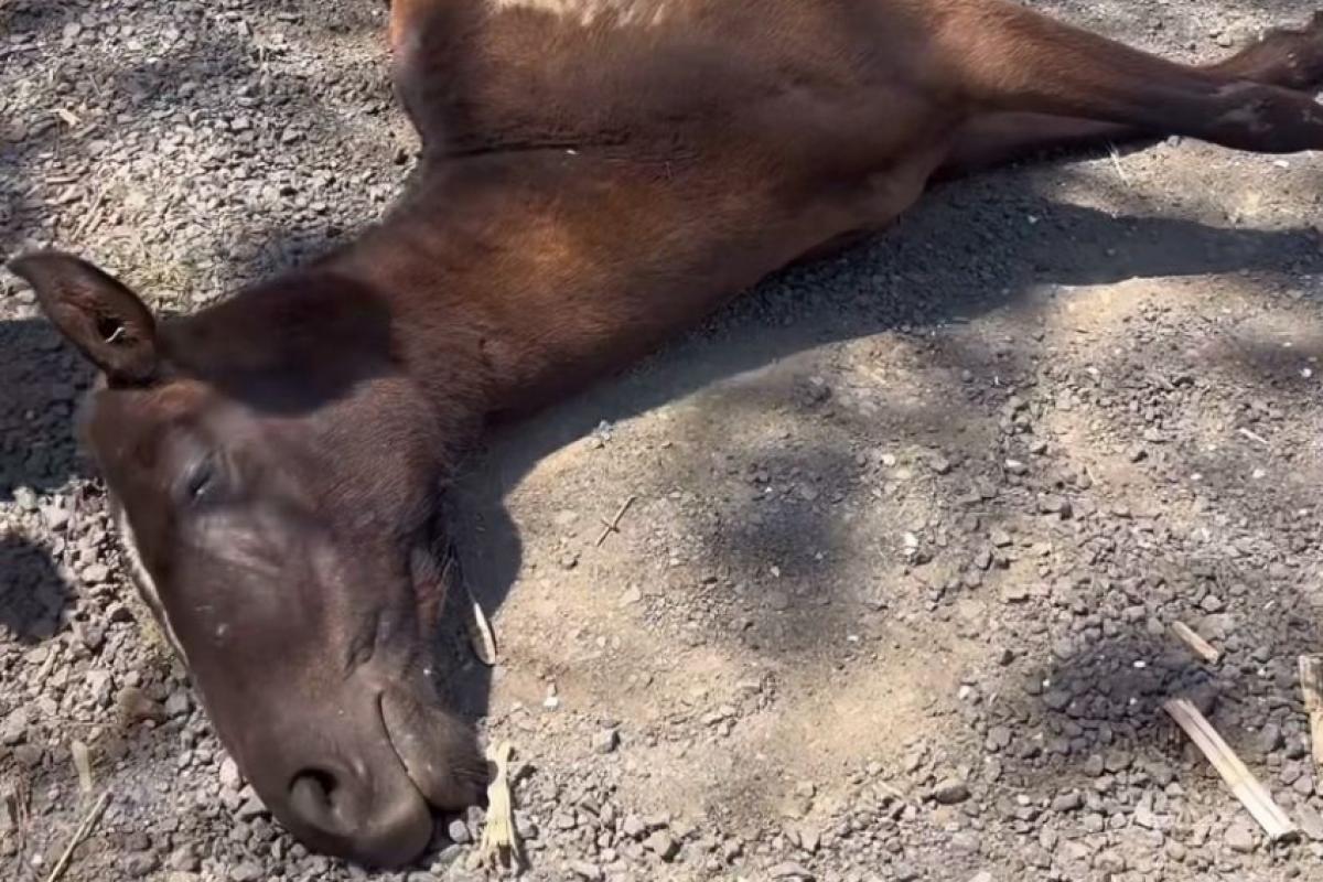Pessoas que passaram pelo local acionaram as autoridades e relataram que não havia sinais aparentes de atropelamento nos corpos dos cavalos