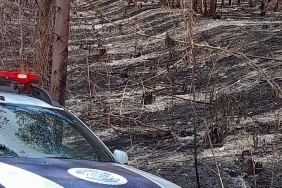 As ossadas foram encontradas em uma área de eucaliptos na região de Anhumas.