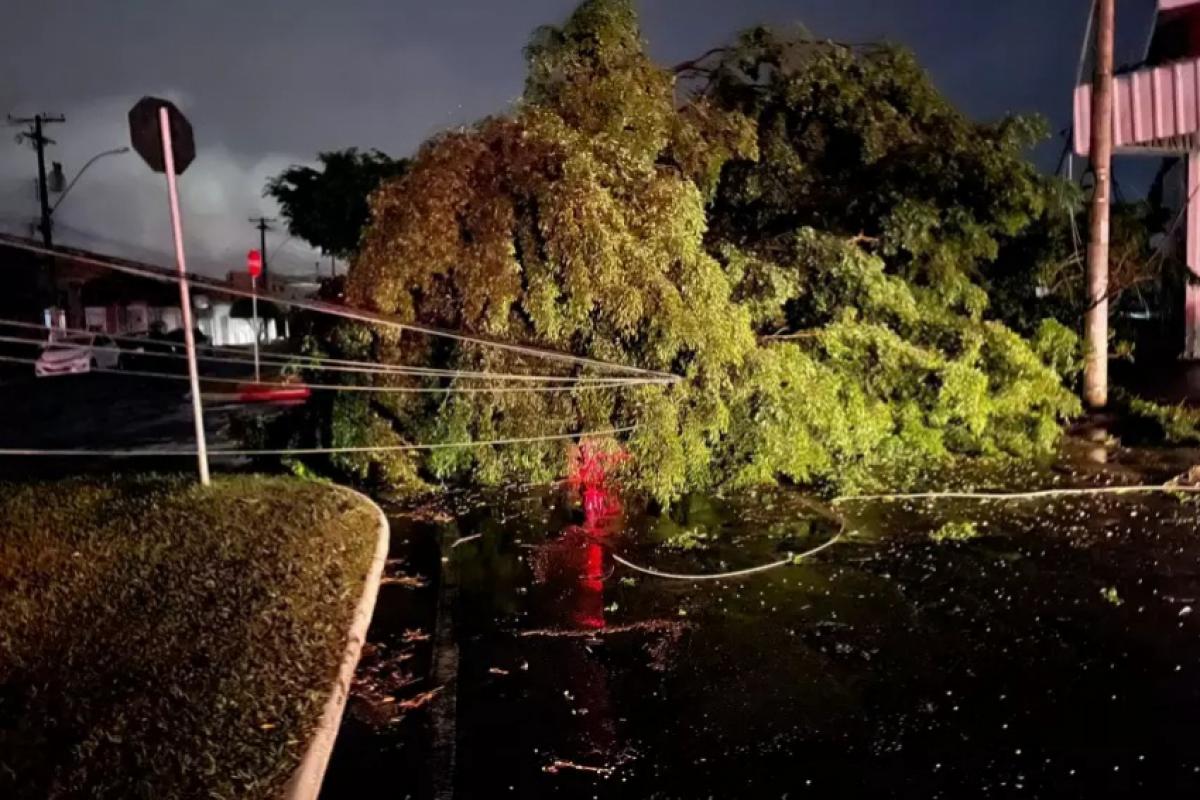 Autoridades alertam para o risco de queda de árvores em Franca