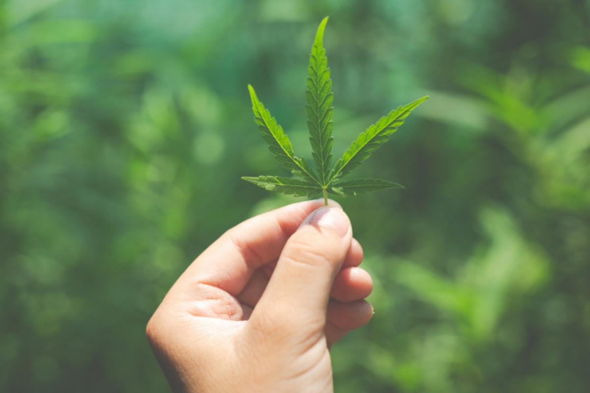 Estudos apontam que o mercado de medicamentos que usam o vegetal em suas composições, vai chegar a R$ 1 bilhão de faturamento este ano e sextuplicar em 2030