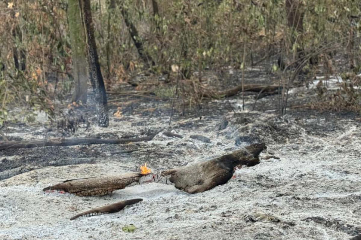 Ainda há focos de incêndio na mata nesta terça (30)