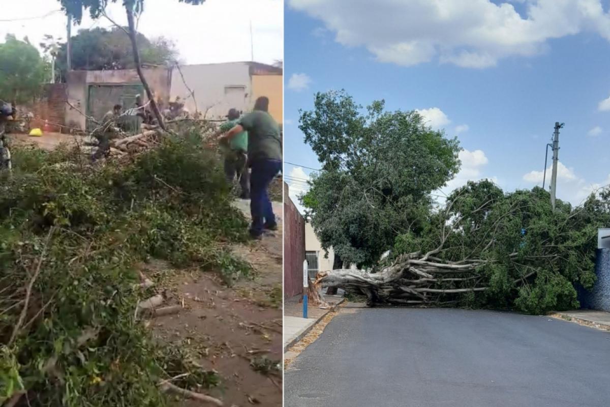 Árvores que foram derrubadas pelo vento no Parque São João e Beija-Flor