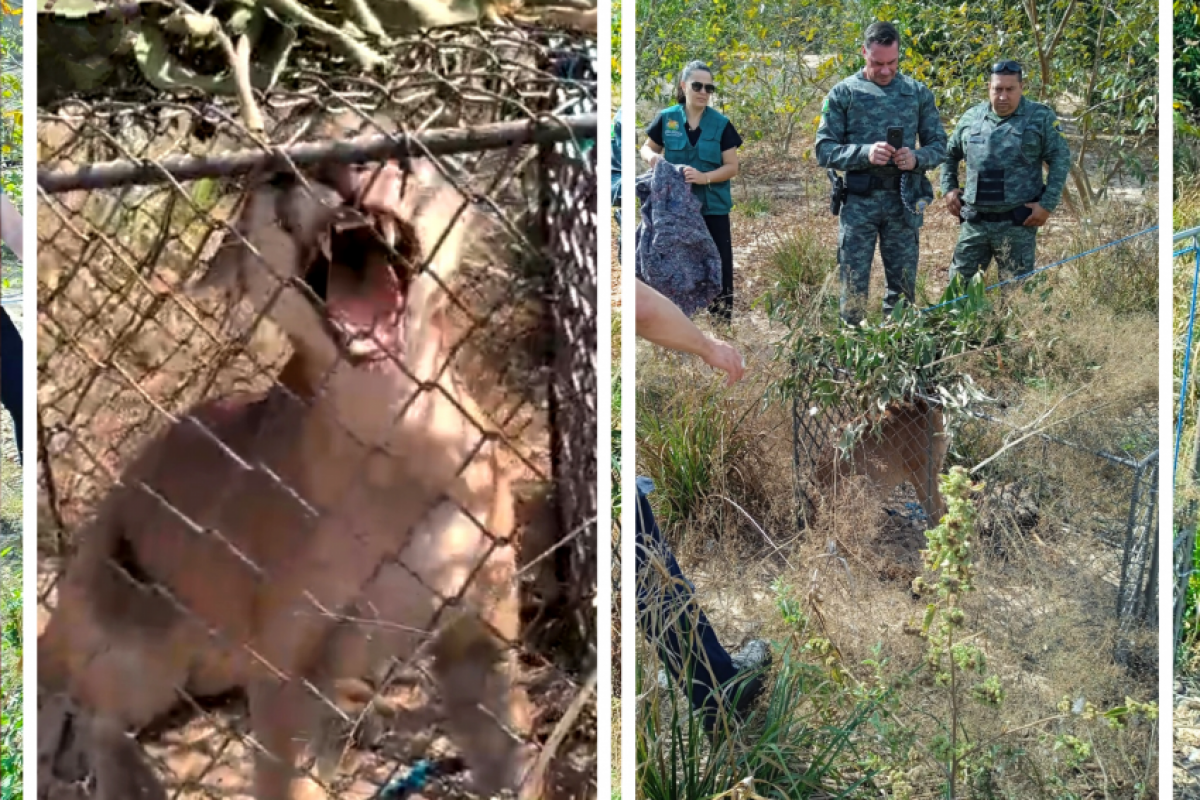 Enquanto estava na armadilha, a onça avançou em um dos integrantes da equipe.