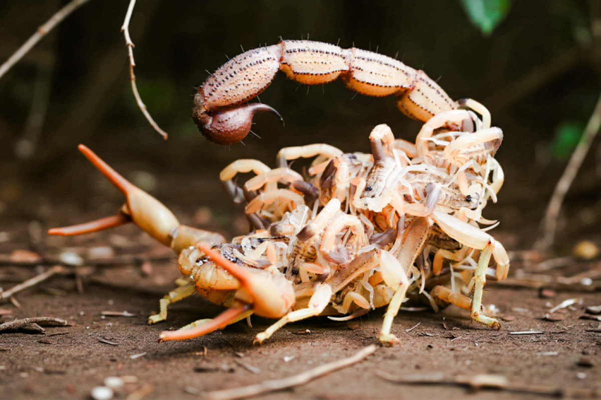 Esses aracnídeos encontram nas plantas um abrigo seguro para se esconder e se reproduzir.