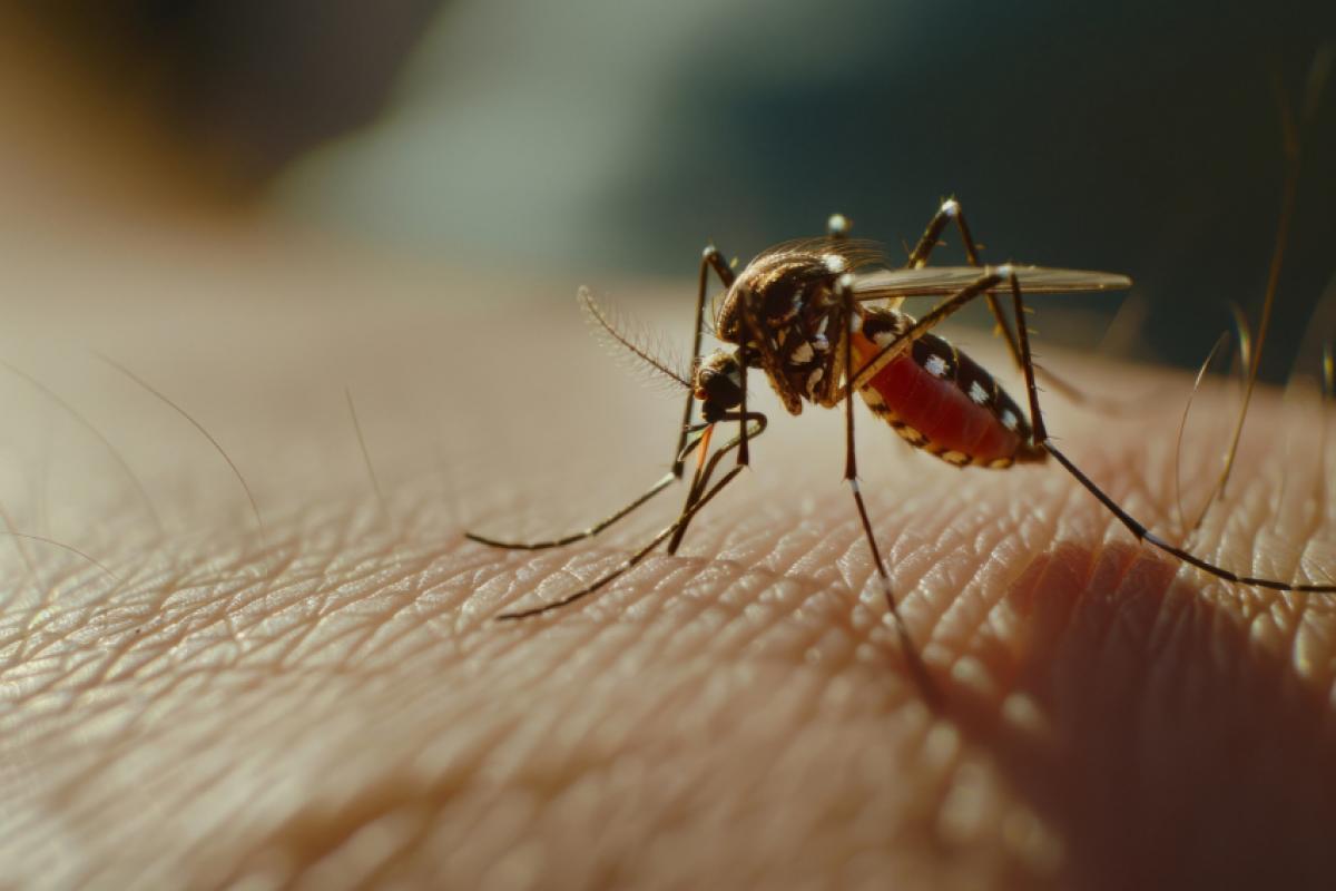 O objetivo da iniciativa é combater o mosquito Aedes aegypti.