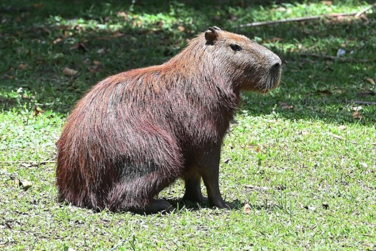 Manejo reprodutivo começa no Parque Ecológico; medida busca reduzir risco da febre maculosa em Campinas.