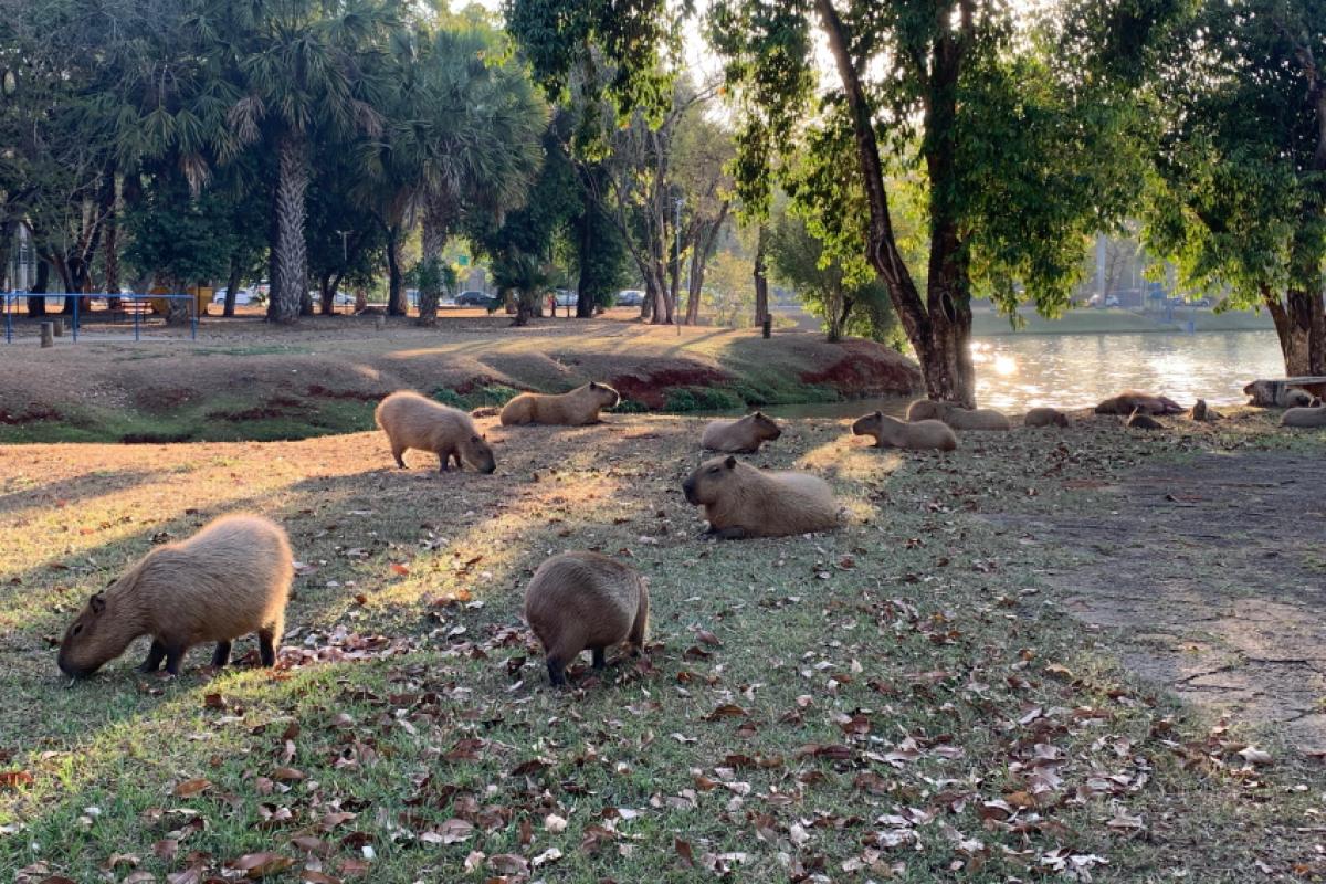 Capivaras circulam livremente em área de lazer de Piracicaba