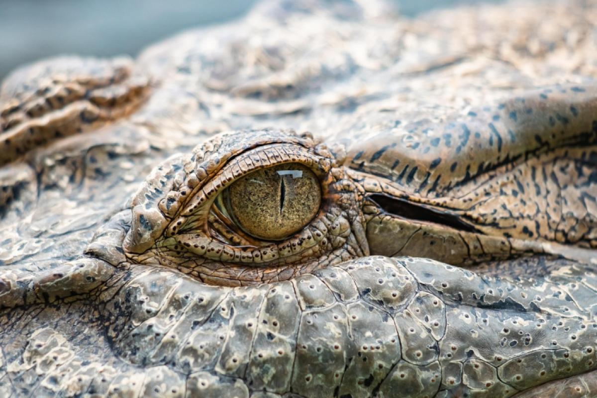 Mulher vai pescar, mas é arrastada e morta por crocodilo
