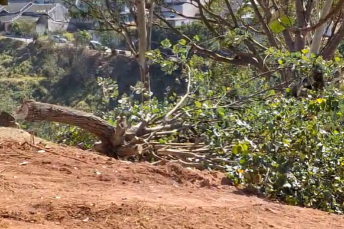 Prefeitura confirma corte de oito árvores na Vila Unidos para construção de CDHU