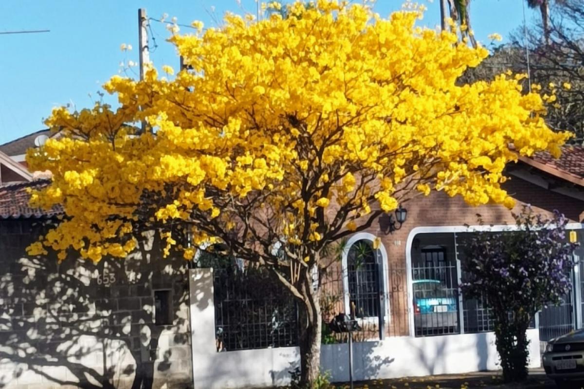 Ipê amarelo na Vila Ema, região central de São José dos Campos