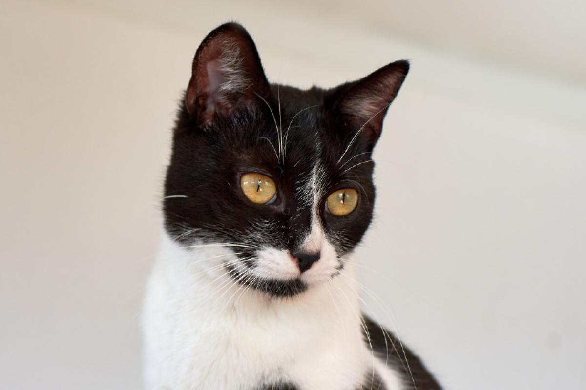 Gatos “amassam pãozinho” para demonstrar conforto e marcar território.