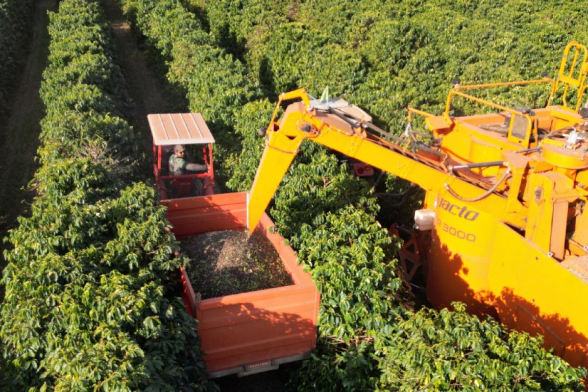 Produtores relatam quebra de até 30% na produtividade do café na região