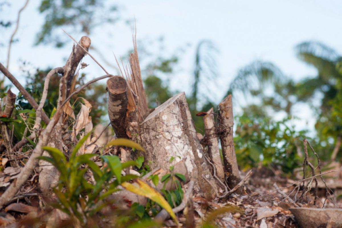 Área de desmatamento de floresta próxima ao rio Negro