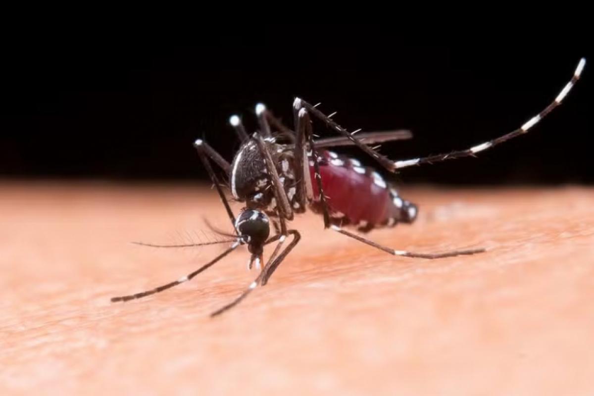 O resultado veio após exames do Instituto Adolfo Lutz e conclusão de investigação epidemiológica realizada pela Vigilância Epidemiológica Municipal