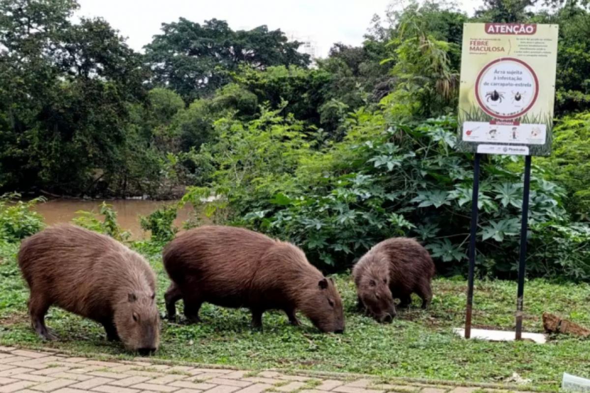 Embora dóceis, as capivaras são animais que podem morder e ferir humanos ao se sentirem ameaçadas