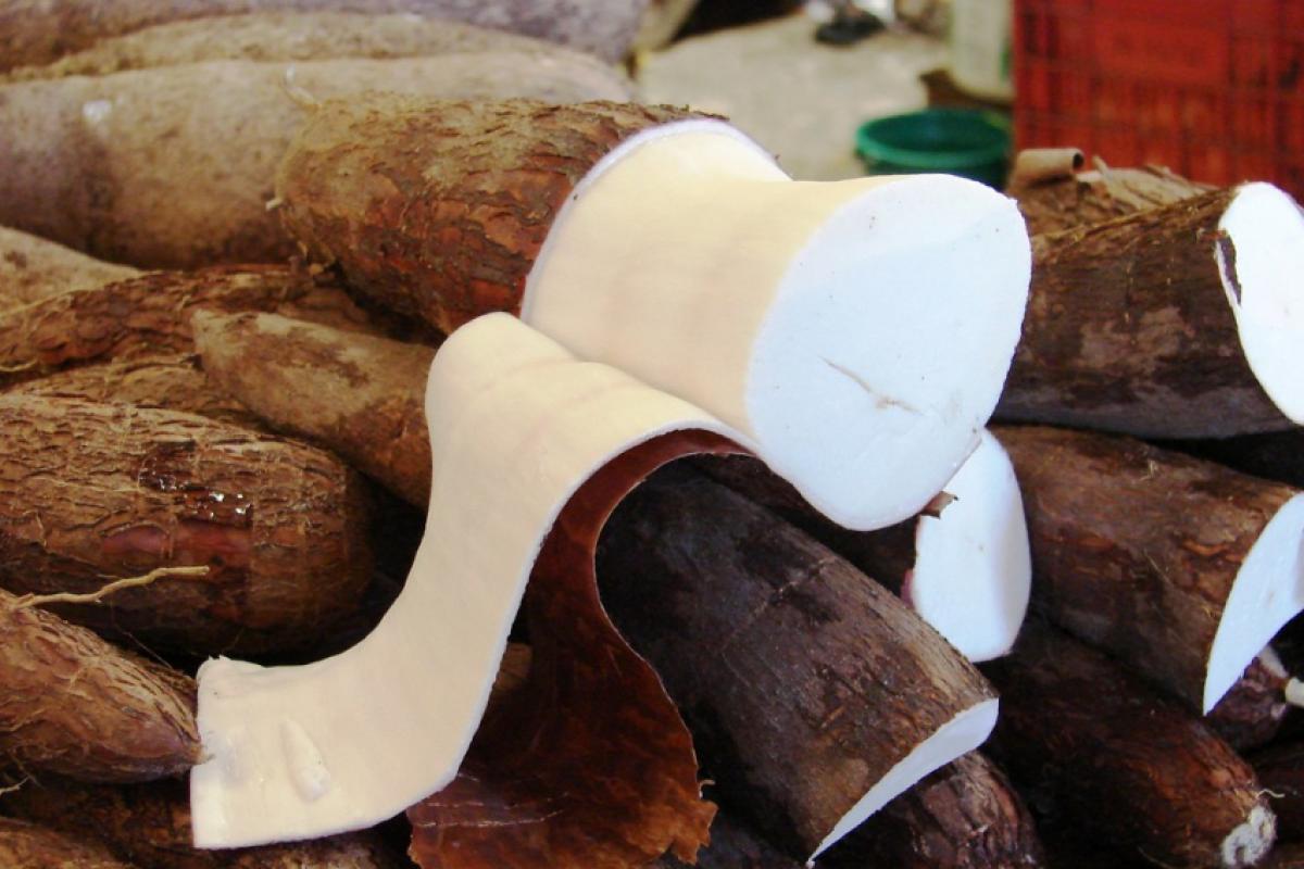 Que mandioca é essa? Agricultor se assusta com tamanho 'gigante'