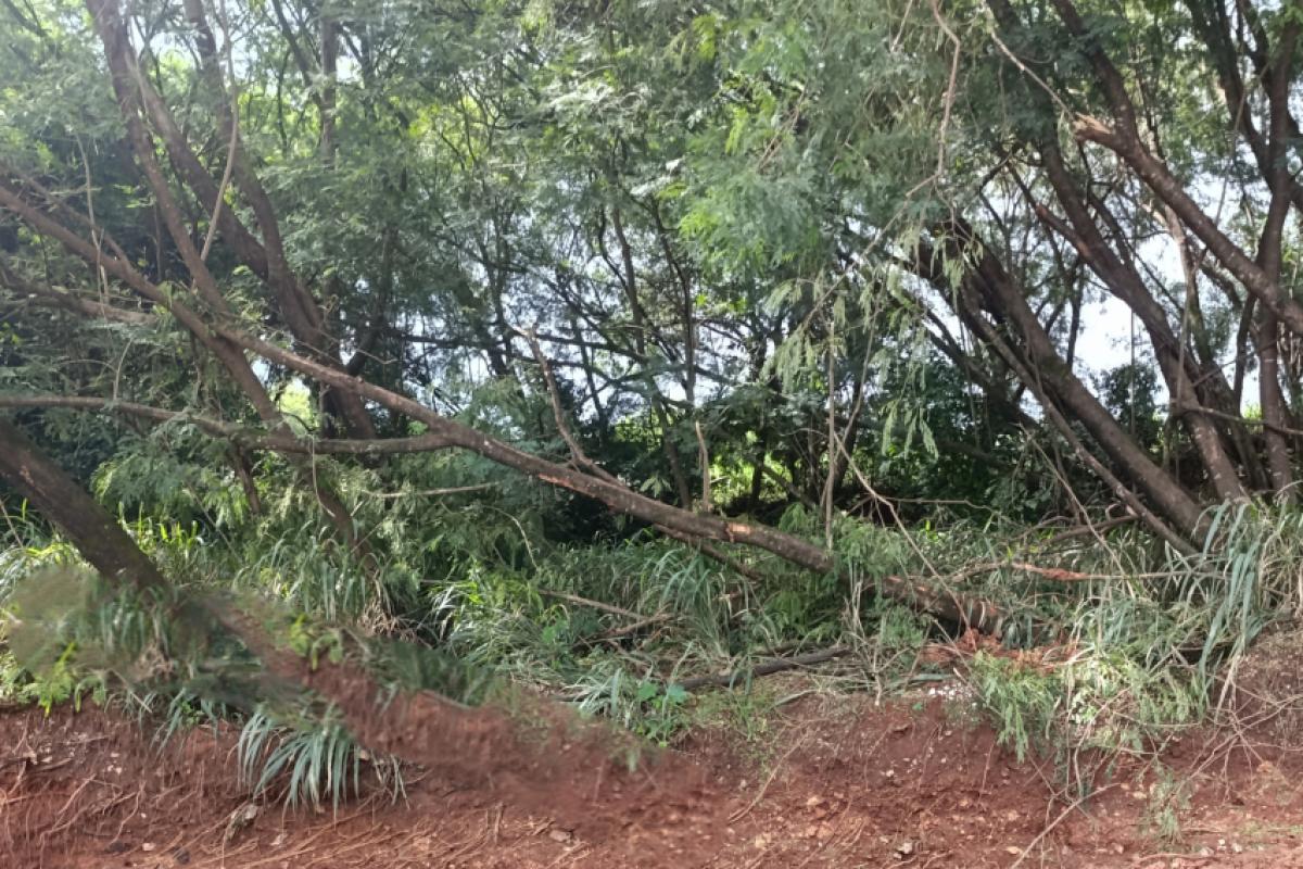 O corpo foi encontrado por populares em uma área de mata, na região do Santa Isabel.