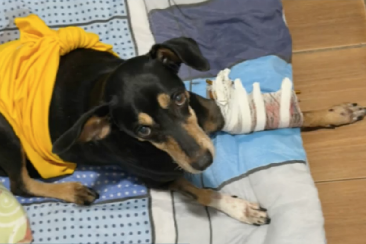 Havia crianças na unidade, e uma das janelas foi atingida por um tiro. Em outro ponto da comunidade, uma cadelinha foi baleada.