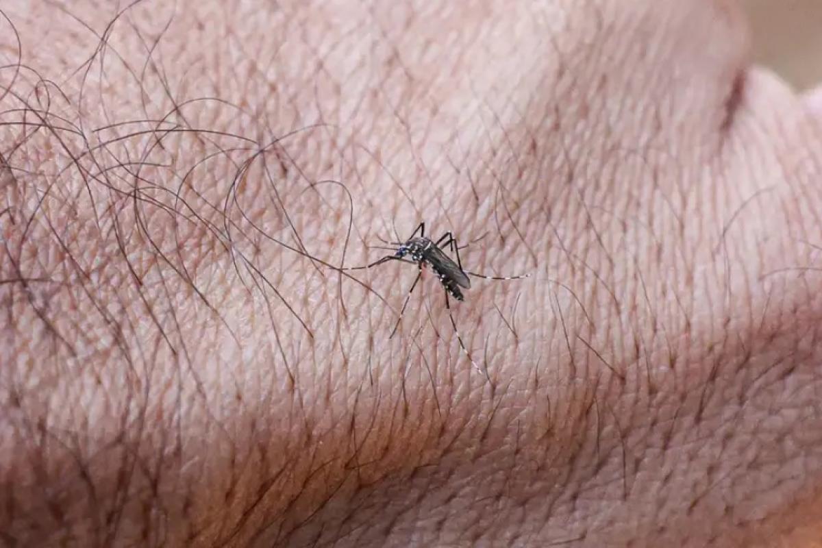 Em 2025, apesar dos altos números, a intensidade da dengue está menor em relação ao ano anterior