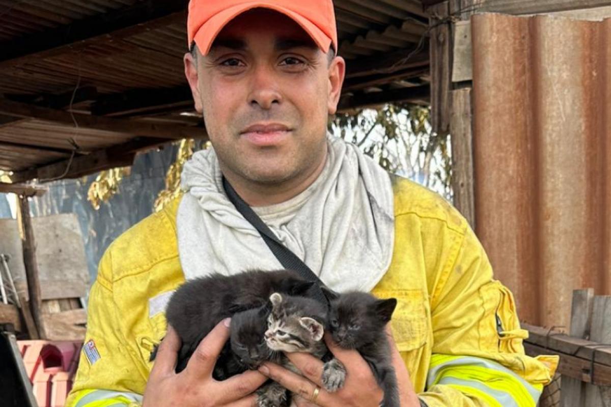 Lucas Trombaco, coordenador da Defesa Civil, com os filhotes de gato resgatados