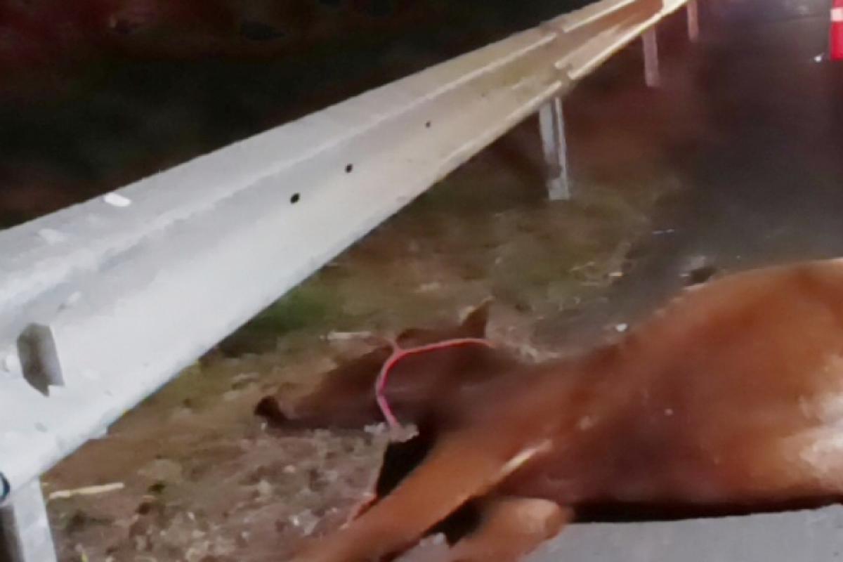 Os animais estavam no meio da pista quando foram atingidos.